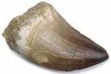 Fossil Mosasaur (Thalassotitan) Tooth - Morocco #384041-1